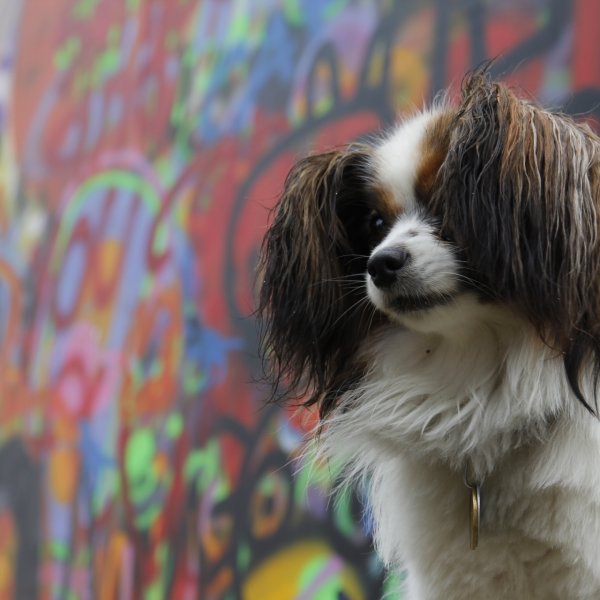 Monin the dog