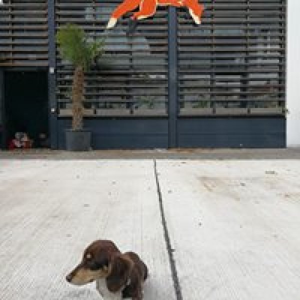 Charlie the wienerdog, Chinagirl Tile